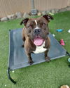 adoptable Dog in Vista, CA named DOMINO