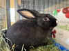 adoptable Rabbit in Vista, CA named VALENTIN