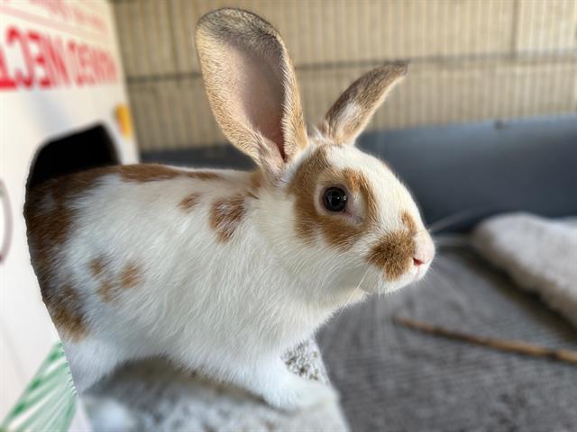 adoptable Rabbit in Chula Vista, CA named VALENTINA