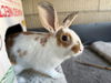 adoptable Rabbit in Chula Vista, CA named VALENTINA