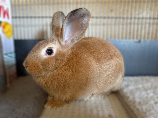 adoptable Rabbit in Chula Vista, CA named CAJETA
