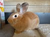 adoptable Rabbit in  named CAJETA