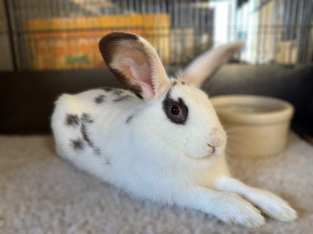adoptable Rabbit in Chula Vista, CA named MOCHA