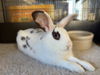 adoptable Rabbit in  named MOCHA