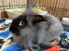 adoptable Rabbit in  named COCOA
