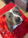adoptable Dog in Chula Vista, CA named IVY