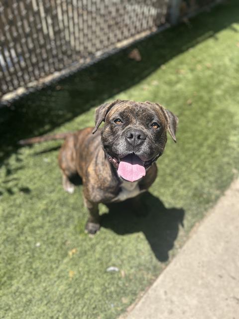 adoptable Dog in Chula Vista, CA named PRISCILLA