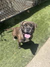 adoptable Dog in Chula Vista, CA named PRISCILLA