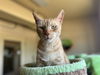 adoptable Cat in Chula Vista, CA named PUMPKIN PIE