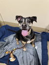 adoptable Dog in  named BONITO