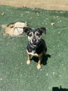 adoptable Dog in  named BONITO