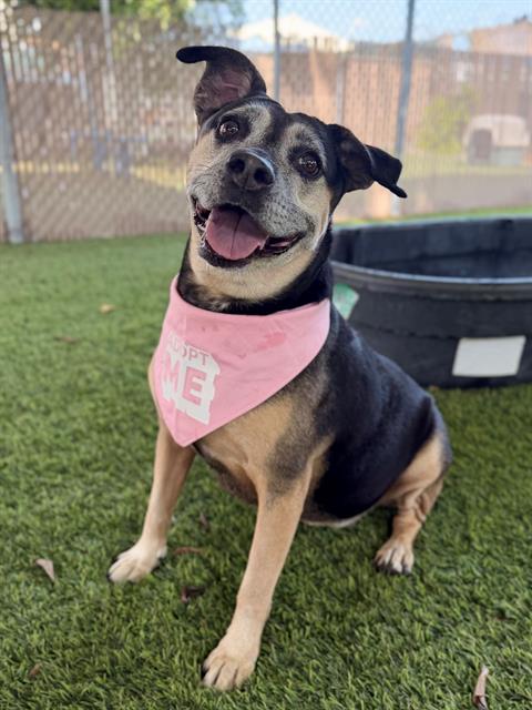 BONITA - Pit Bull Terrier available for adoption