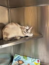 adoptable Cat in Chula Vista, CA named CHARLI