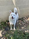adoptable Dog in  named BLUE