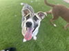 adoptable Dog in  named LILA