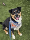 adoptable Dog in Chula Vista, CA named SLY