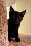 adoptable Cat in Chula Vista, CA named DONNIE