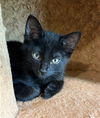 adoptable Cat in Chula Vista, CA named KATHERINE