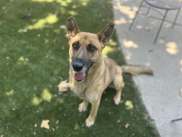 adoptable Dog in Chula Vista, CA named LUNA