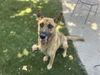 adoptable Dog in Chula Vista, CA named LUNA