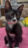 adoptable Cat in Chula Vista, CA named BOOTSIE