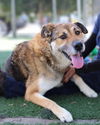 adoptable Dog in Chula Vista, CA named CHESTER