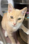 adoptable Cat in Chula Vista, CA named PATRICK