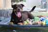 adoptable Dog in  named HUCKLEBERRY