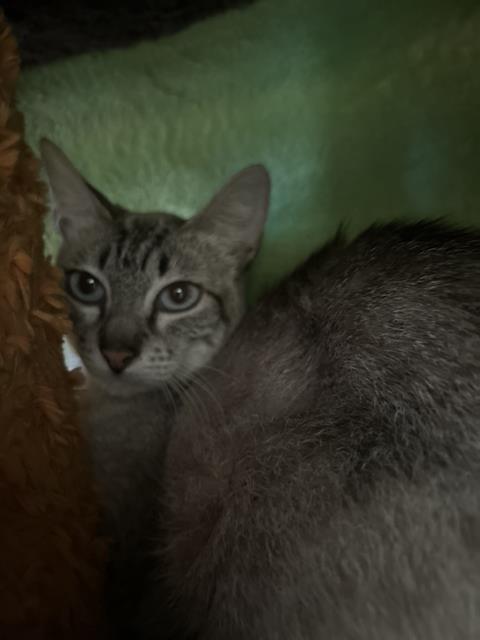 adoptable Cat in Chula Vista, CA named AFFOGATA