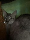 adoptable Cat in chula vista, CA named AFFOGATA