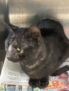 adoptable Cat in chula vista, CA named ALARIC