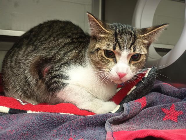 adoptable Cat in Chula Vista, CA named CANDY