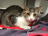 adoptable Cat in Chula Vista, CA named CANDY