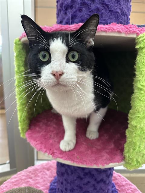 adoptable Cat in Chula Vista, CA named PANDA