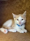 adoptable Cat in Chula Vista, CA named ELAN