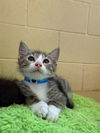 adoptable Cat in Chula Vista, CA named TJ