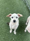adoptable Dog in  named GUSTAVO