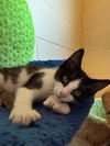 adoptable Cat in Chula Vista, CA named JALEN