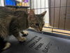 adoptable Cat in Chula Vista, CA named MOLLIE
