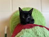 adoptable Cat in Chula Vista, CA named NESSA
