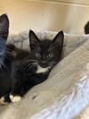 adoptable Cat in Chula Vista, CA named NIC