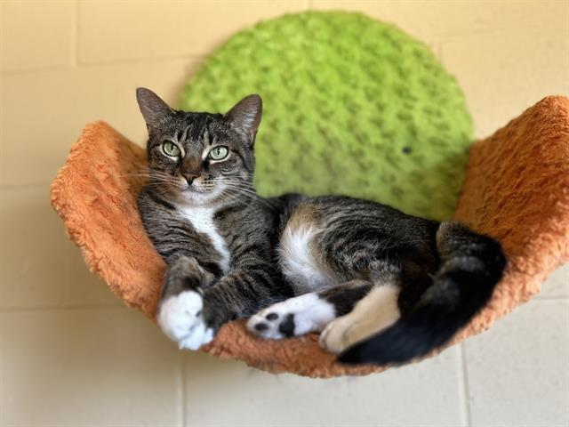 adoptable Cat in Chula Vista, CA named INDIE