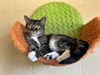 adoptable Cat in Chula Vista, CA named INDIE