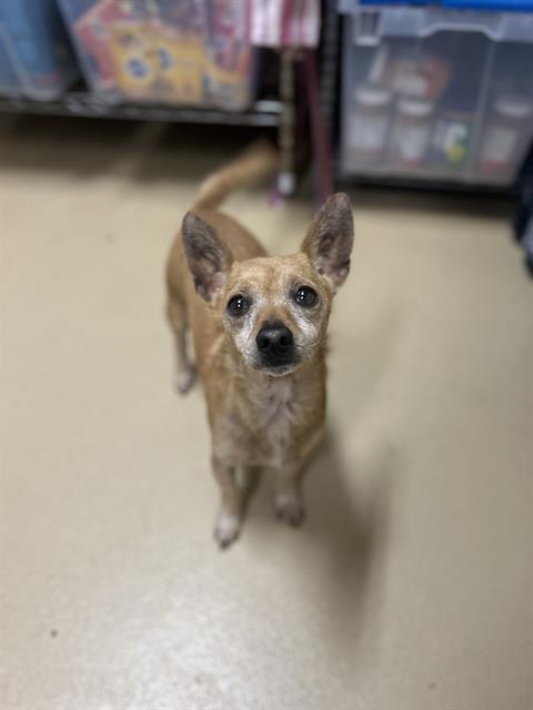 adoptable Dog in Chula Vista, CA named BANDITO