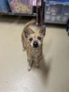 adoptable Dog in chula vista, CA named BANDITO