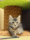 adoptable Cat in Chula Vista, CA named LALO