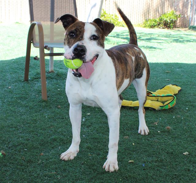 adoptable Dog in Chula Vista, CA named GEMMA