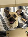 adoptable Dog in  named LOLA