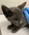 adoptable Cat in Chula Vista, CA named JOLIE