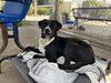 adoptable Dog in Chula Vista, CA named JACK